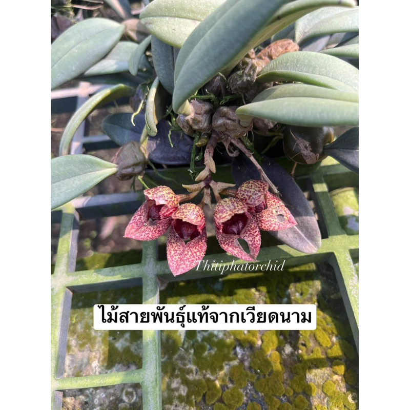 bulbophyllum frostii ไม้สายพันธุ์แท้จากเวียดนาม