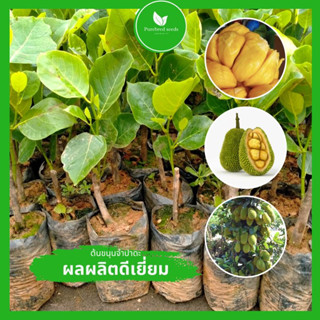 [ต้นขนุนแปลกตา] ต้นขนุนจำปาดะ ต้นทาบสูง 60-80 ซม. ขึ้นชื่อเรื่องเมล็ดน้อย ผลใหญ่ อร่อยมาก