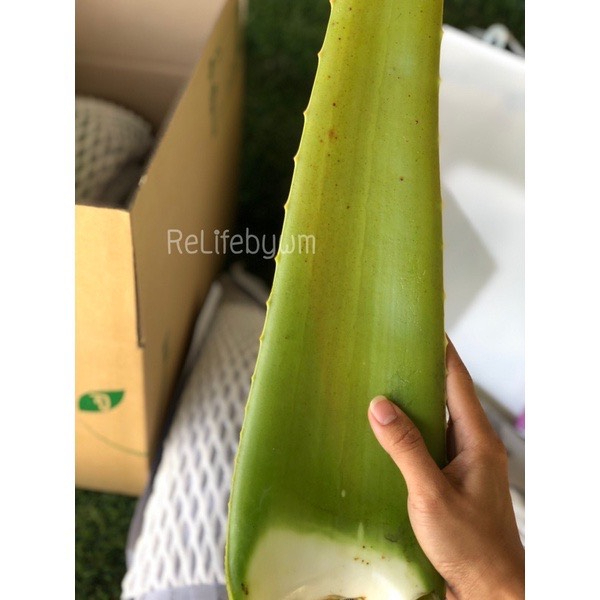 ใบว่านหางจระเข้ คัดเกรดพรีเมี่ยม ใบใหญ่ห่อโฟมกันกระแทกทุกใบ