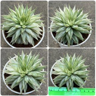 ไม้อวบน้ำ Haworthia bolusii variegated ด่างกระจาย ฟอร์มสวย ไม้แข็งแรง ต้นใหญ่คุ้มมาก (haworthia variegated)