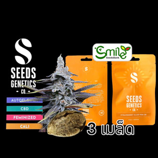 เมล็ดกัญชา Seeds Genetics - Strawberry Glue (Fem)