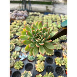 Echeveria Lady s’ Finger