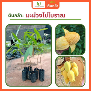 [F1 ต้นกล้าพันธุ์แท้] ต้นมะม่วงไข่โบราณ ต้นพันธุ์สูง 60-80ซม. ต้านทานโรคแมลงศัตรูพืชดีมาก ผลดก รสหวาน ผลรูปไข่