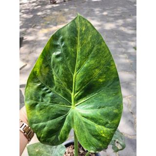 🪺ไข่ Alocasia Calidora ด่างเหลือง ‼️ต้นแม่หลักหมื่น‼️มีแบ่ง ราคาถูก‼️💯