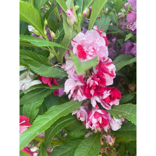 เมล็ดเทียนซ้อน แฟนซี คละสี 300เมล็ด