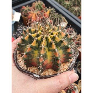 🌵ยิมโนด่างครบไม้เมล็ดค่ะ🌵 สีสวยลายสวยมาก/แคคตัส/กระบองเพชร