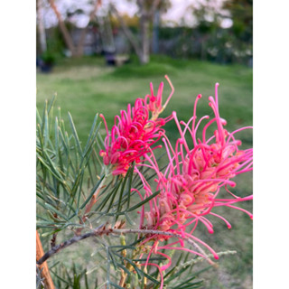 ต้นเกรวิเลียGrevillea ส้ม/ชมพู /เหลือง/ม่วง /ขาว คัดต้นสวยติดดอกไปด้วยทุกต้นค่ะ🌺