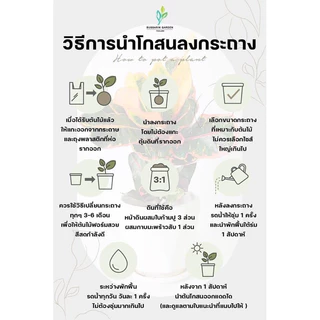 ต้นโกสนพันธุ์แคระ แก้วเพทาย ทรงพุ่ม สูง 20-30 เซนติเมตร ซื้อ 10 แถม 1 (จัดส่งแบบถอดกระถาง+รับประกันสินค้า)