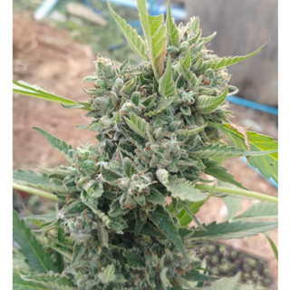 ต้นแม่เมล็ดค่าย เมล็ดกัญ สายพันธุ์นำเข้า Blue Dream