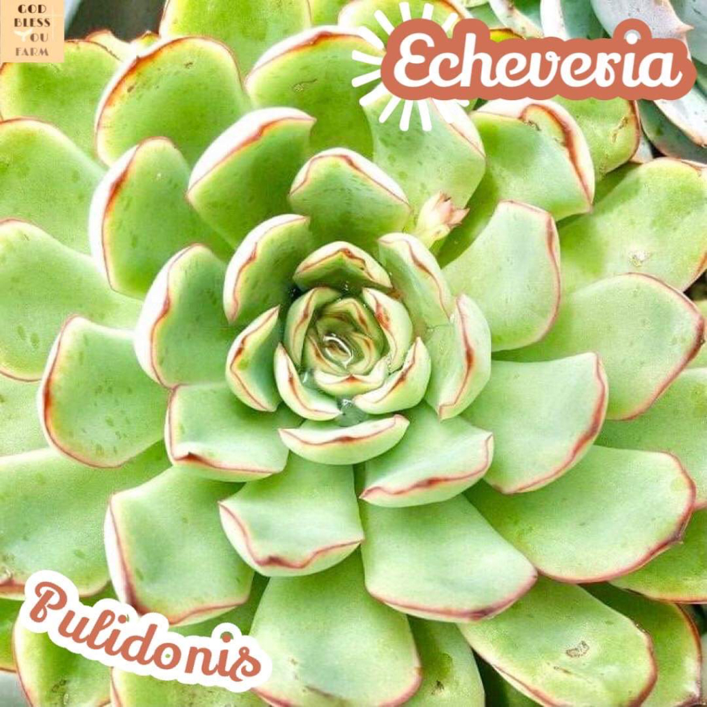 [กุหลาบหิน พูลิโดนิส] Echeveria Pulidonis แคคตัส ต้นไม้ หนาม ทนแล้ง กุหลาบหิน อวบน้ำ พืชอวบน้ำ succulent cactus