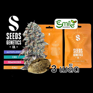 เมล็ดกัญชา Seeds Genetics.Co - Candy Kush (Fem)