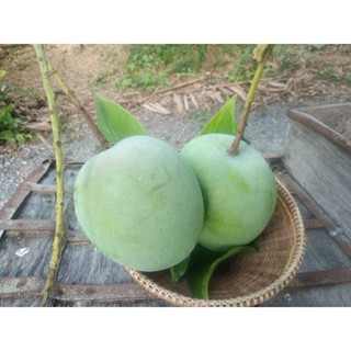 มะม่วงแอปเปิ้ล อาร์ทูอีทู ปลอดสาร 100% ออร์แกนิค ผลดิบจิ้มน้…