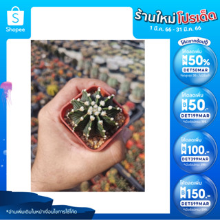 🎉เหลือ 10.- กรอกโค้ดDET50MAR ] แคคตัสยิมโน LB Hybrid Gymnocalycium