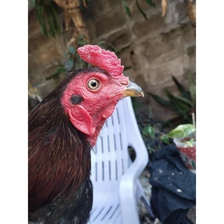 ชุดเลี้ยงไก่ชน บึกเวย์โปรตีนไก่ชน ขนาดบรรจุ 100 เม็ด ยาบำรุงไก่ชนสร้างกล้ามเนื้อให้ไก่ชนแข็งแรงทนต่อแรงปะทะ