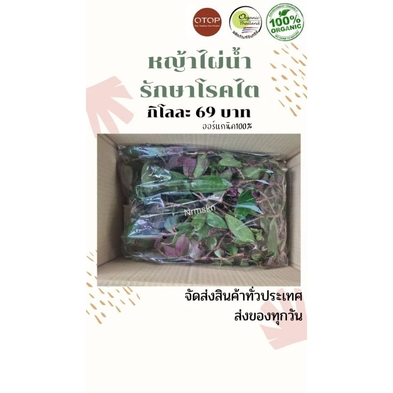 หญ้าไผ่น้ำออร์แกนิค ปลอดสารพิษ100% กิโลละ60บาท
