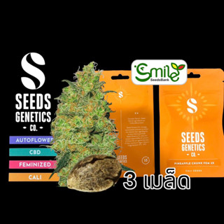 เมล็ดกัญชา Seeds Genetics.Co - Pineapple Chunk (Fem)