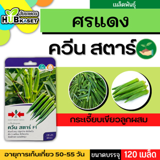 ศรแดง 🇹🇭 กระเจี๊ยบ ควีน สตาร์ F1 ขนาดบรรจุประมาณ 120 เมล็ด อายุเก็บเกี่ยว 50-55 วัน