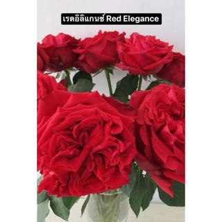 กุหลาบ - เรดอิลิแกนซ์ Red Elegance ไร้หนาม ดอกใหญ่ หอมอ่อน