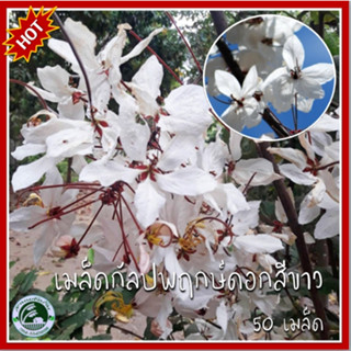 50 เมล็ด กัลปพฤกษ์ ดอกสีขาว เมล็ดกัลปพฤกษ์  Cassia bakeriana ชัยพฤกษ์  กานล์ กัลปพฤกษ์สีขาว เมล็ดกัลปพฤกษ์สีขาว