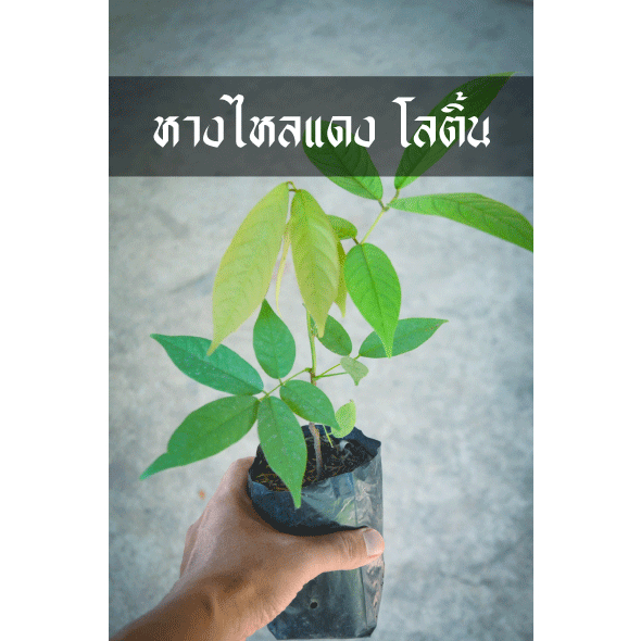 ต้นหางไหลแดง โลติ้น เพาะเมล็ดของดีจากคนโบราณ