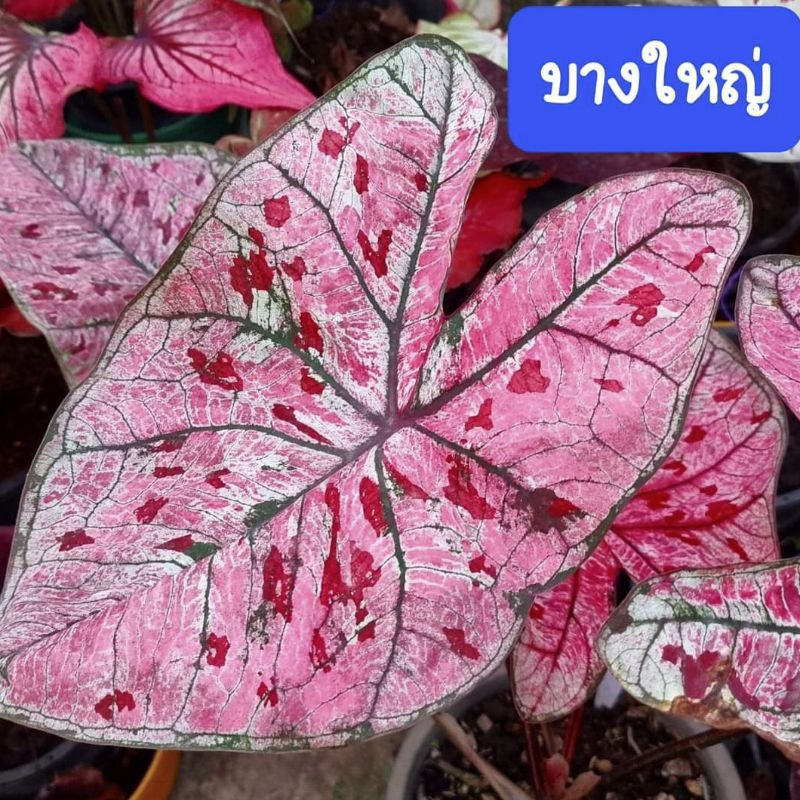 บางใหญ่ บอนสี ได้ต้นตรงตามตัวเลือก ส่งของทุกวัน