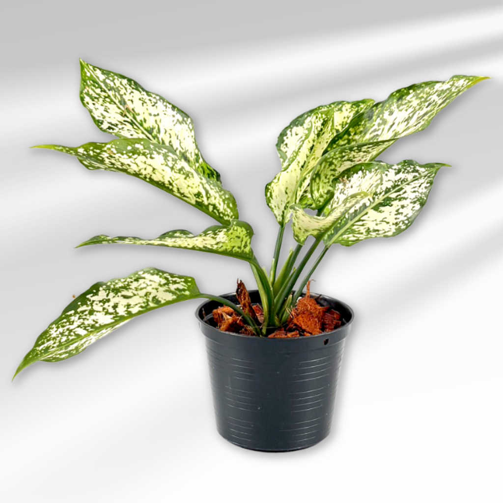 Aglaonema ต้นเพชรน้ำหนึ่ง+กระถางพลาสติกสีดำ