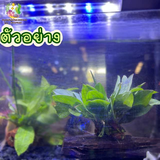 ขอนอเมซอน (จิ๋ว)🌱🌱💦💦