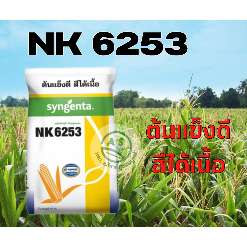 ข้าวโพดเลี้ยงสัตว์ เมล็ดพันธุ์ข้าวโพด NK6253 ยืนต้นดี สีได้เนื้อ เบอร์ 2หุน / 2.5หุน /3หุน ทนแล้ง รา