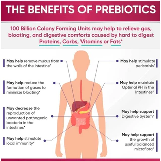 พร้อมส่ง! Wholesome Wellness Women’s Raw Probiotic 100 Billion CFU โพรไบโอติก สูตรสำหรับผู้หญิง