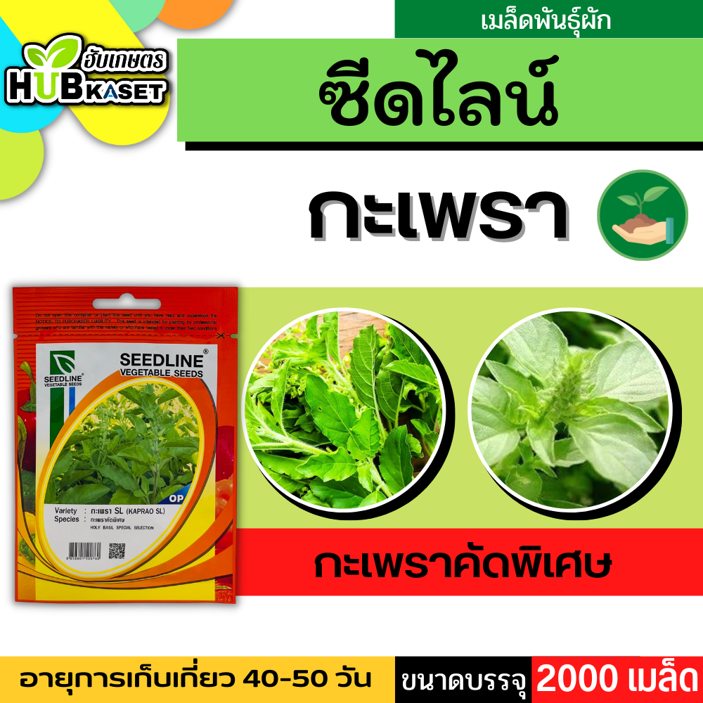 ซีดไลน์ 🇹🇭 กะเพราคัดพิเศษ SL ขนาดบรรจุประมาณ 2000 เมล็ด อายุเก็บเกี่ยว 40-50 วัน