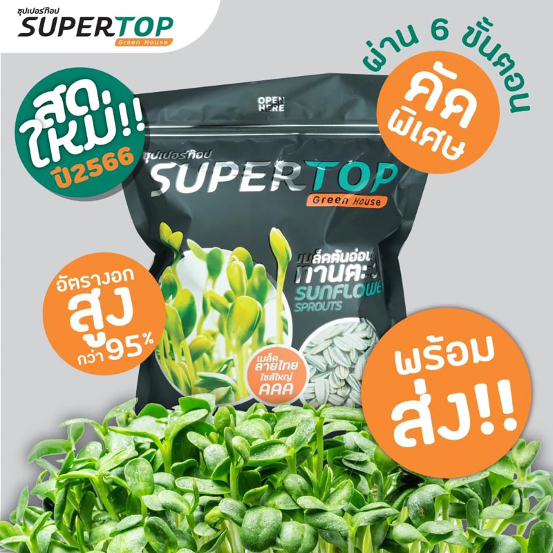 เมล็ดทานตะวันสำหรับเพาะงอก คัดคุณภาพ อัตราการงอก 95% UP (ลายไทย ฤดูกาลใหม่) ราคาปลีก-ส่ง
