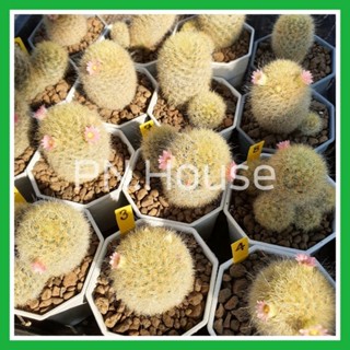 แมมคามิเน่เหลือง ดอกชมพู เลือกต้นได้ Mammillaria carmenae