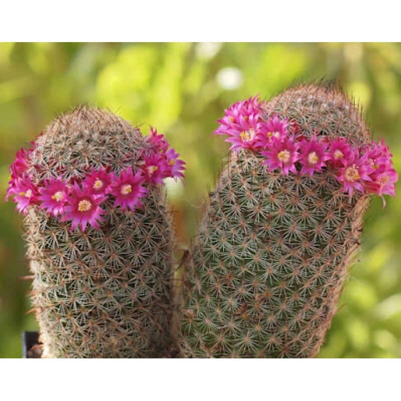 แมมมาทูเด้ Mammillaria matudae