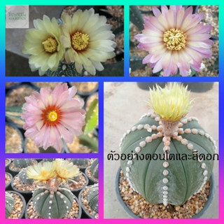 🌵💥แอสโตร นูดั้ม 💥🌵 Astrophytum nudum ไม้เมล็ด ขนาด  4-6 ซม. ต้นกระบองเพชร ต้นแคคตัส (แคคตัส กระบองเพชร)