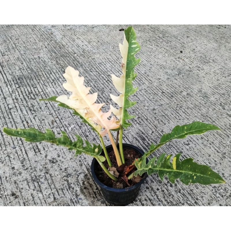 ฟิโลใบเลื่อยด่าง  Philodendron ring of fire