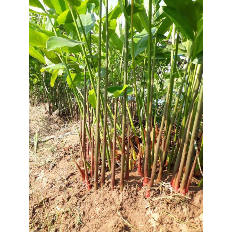 ต้นพันธุ์ข่าแดง ข่าตาแดง ข่าลิง