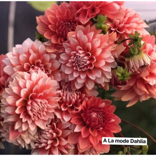 ไม้หัวนำเข้า - รักเร่ Dahlia