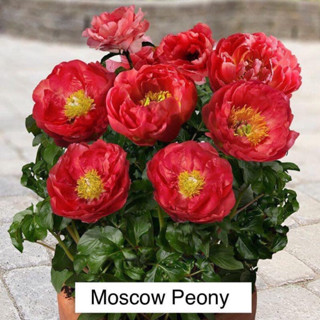 ไม้นำเข้า - โบตั๋น สายพันธุ์เล็ก นำเข้าจากจีนทนร้อน พีโอนี่ Peony