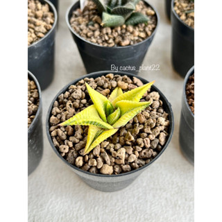 haworthia limifolia hybrid variegated