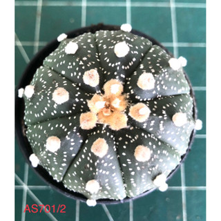 แคคตัส  แอสโตรไฟตัม (Astrophytum asterias) ไม้น่าสะสม