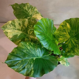 บอนหูช้างด่างเหลือง ด่างสวย เลือกต้นได้​ Alocasia Gageana Aurea Variegated