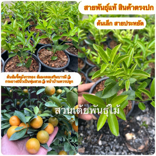 ต้นส้มจี๊ดมังกรทอง❇️ กระถาง6นิ้ว❇️ต้นละ89฿เป็นพุ่มสวยหน้าบ้านควรปลูก