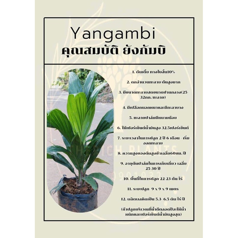 🌱เมล็ดพันธ์ุปาล์มสายพันธุ์ยังกัมบิML161มาเลเซีย🌱
