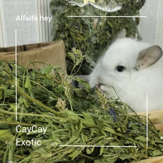 Caycay Alfalfa Hay หญ้าอัลฟาฟ่ารุ่นดอกเยอะมากพิเศษ