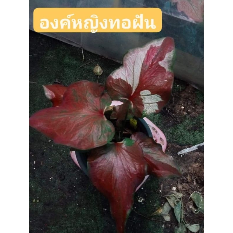 บอนสีองค์หญิงทอฝันcaladium