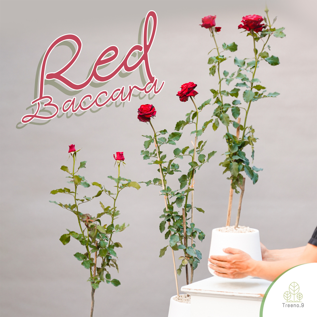 T350 Red Baccara Rose​ (กุหลาบ เรด บาคาร่า​)​ ต้นใหญ่ ถุง 8 นิ้ว / สูง 60-70 ซม. / ไม้ประดับ ไม้ดอก (ต้นไม้)