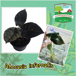 ☘️Alocasia infernalis☘️ใบดำเงาสวยเท่ห์ มีเสน่ห์☘️ไม้แรร์หายาก🍀