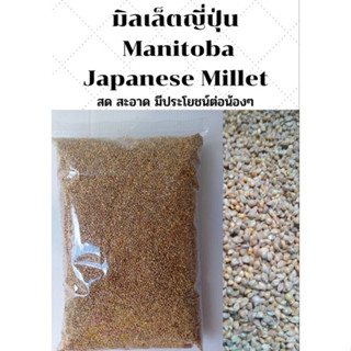 มิลเล็ตญี่ปุ่น Manitoba Japanese Millet (แบ่งขายขนาด 500กรัมและ1กิโลกรัม)