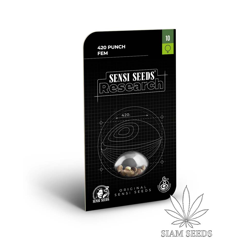 เมล็ดกัญชา Sensi Seeds 420 Punch Fem Cannabis Seeds (Pack of 3)