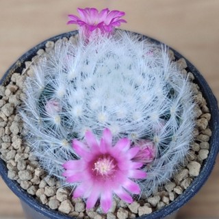 สายพันธุ์แคคตัส แมมเลาอ้าย [Mammillaria laui] ดอกชมพูหวานๆ สายแมมต้องมี